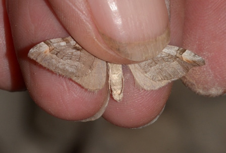 Aplocera efformata  - Hazel West